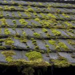 How to Prevent Moss, Algae & Fungi Growth on Roofs