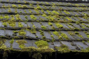 How to Prevent Moss, Algae & Fungi Growth on Roofs